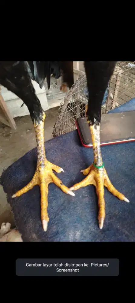 BK Mangon pembawa khas sisik UBET/SISIK gelang