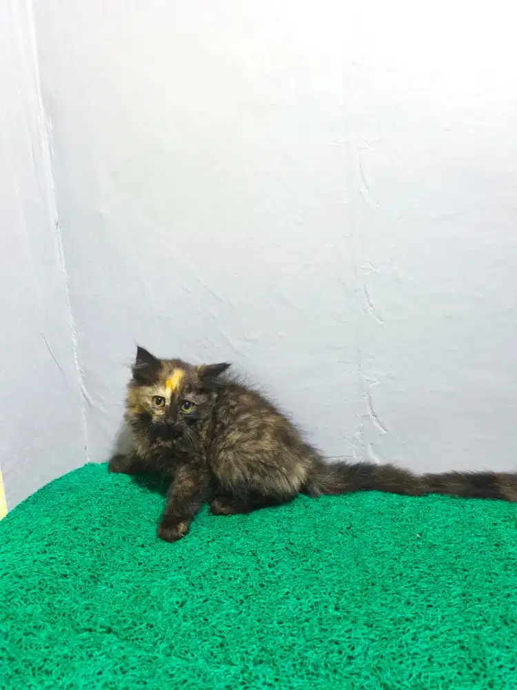 Persia Kitten Betina