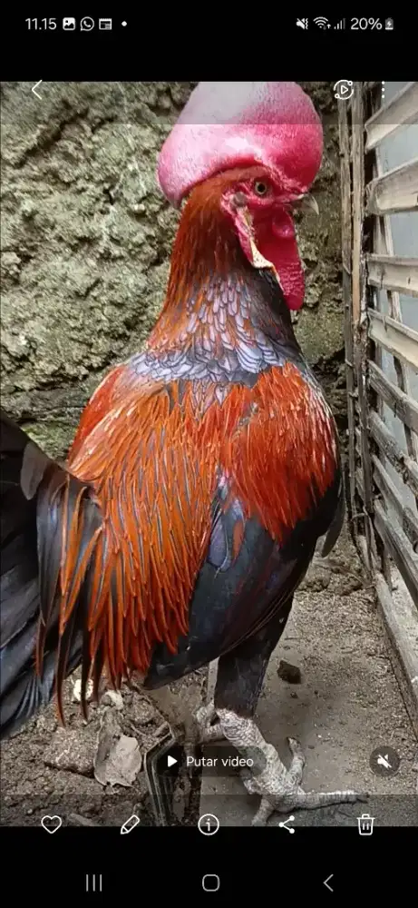 Bekisar big ada vidio