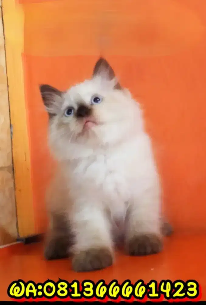 Kucing himalaya manis jantan