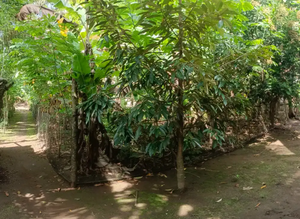 DIJUAL TANAH DEKAT BANDARA