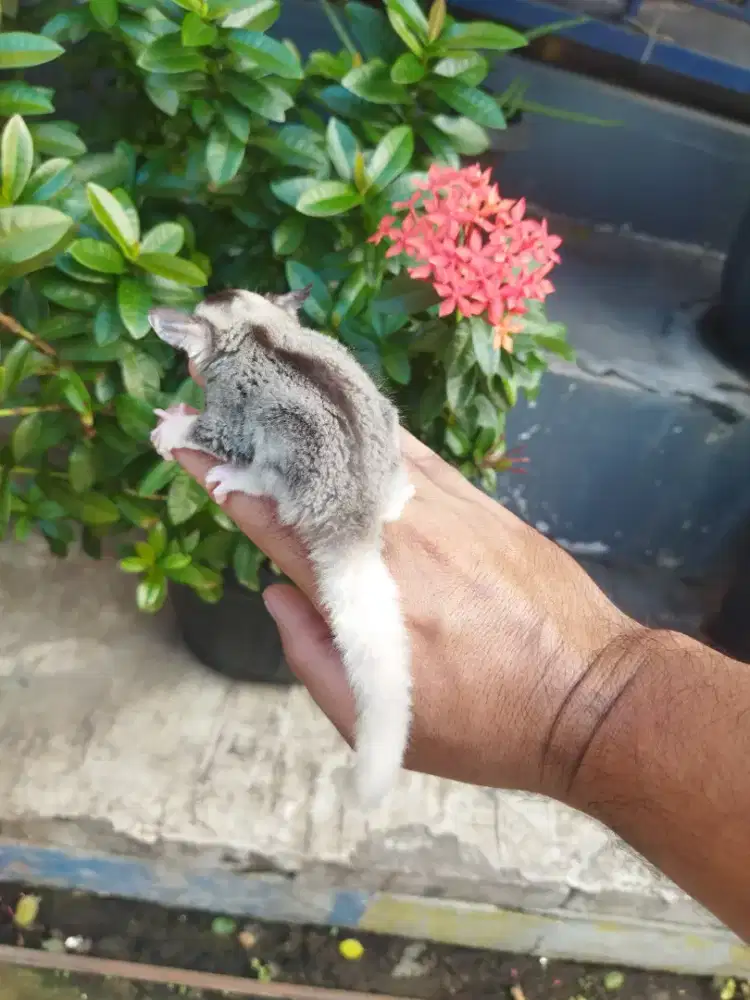 Sugar Glider mozaic jantan