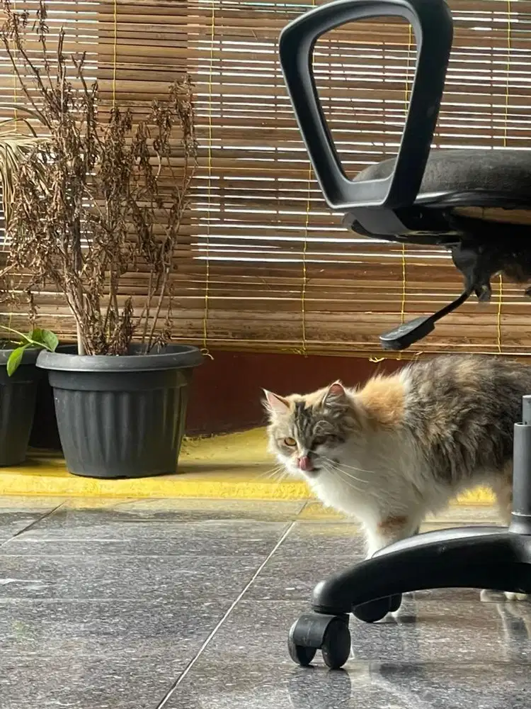 Persia Calico Tabby Betina