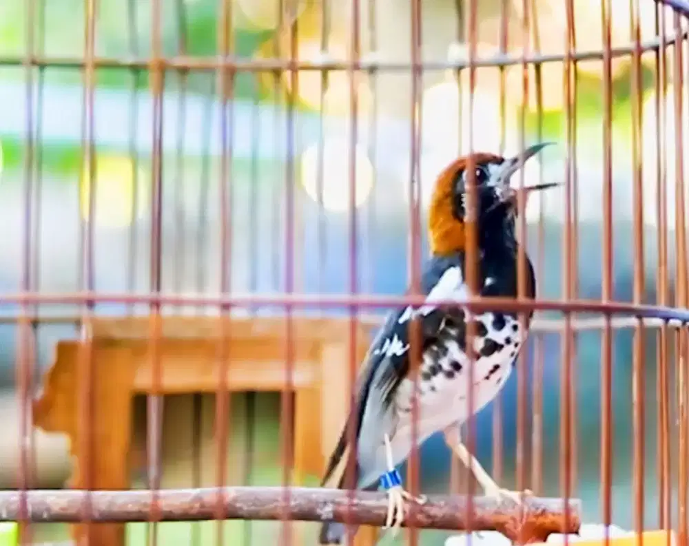 Anis Kembang Ring Jantan