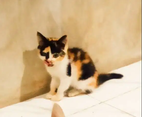 kitten calico betina persia mix gembul mandiri main lucu