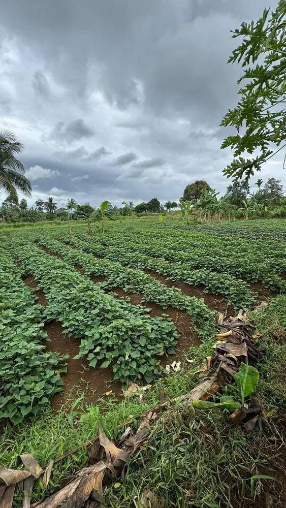 DIJUAL TANAH DI BOGOR KABUPATEN (ZONA HIJAU)