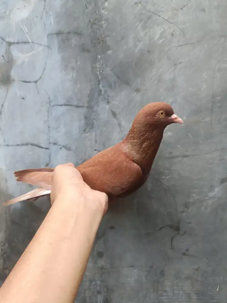 Burung merpati / burung dara