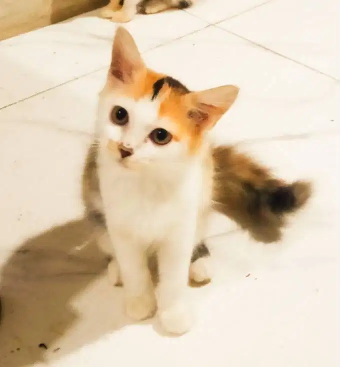 kitten calico persmed mix longhair sdhmkn dryfood lincahmain rampus