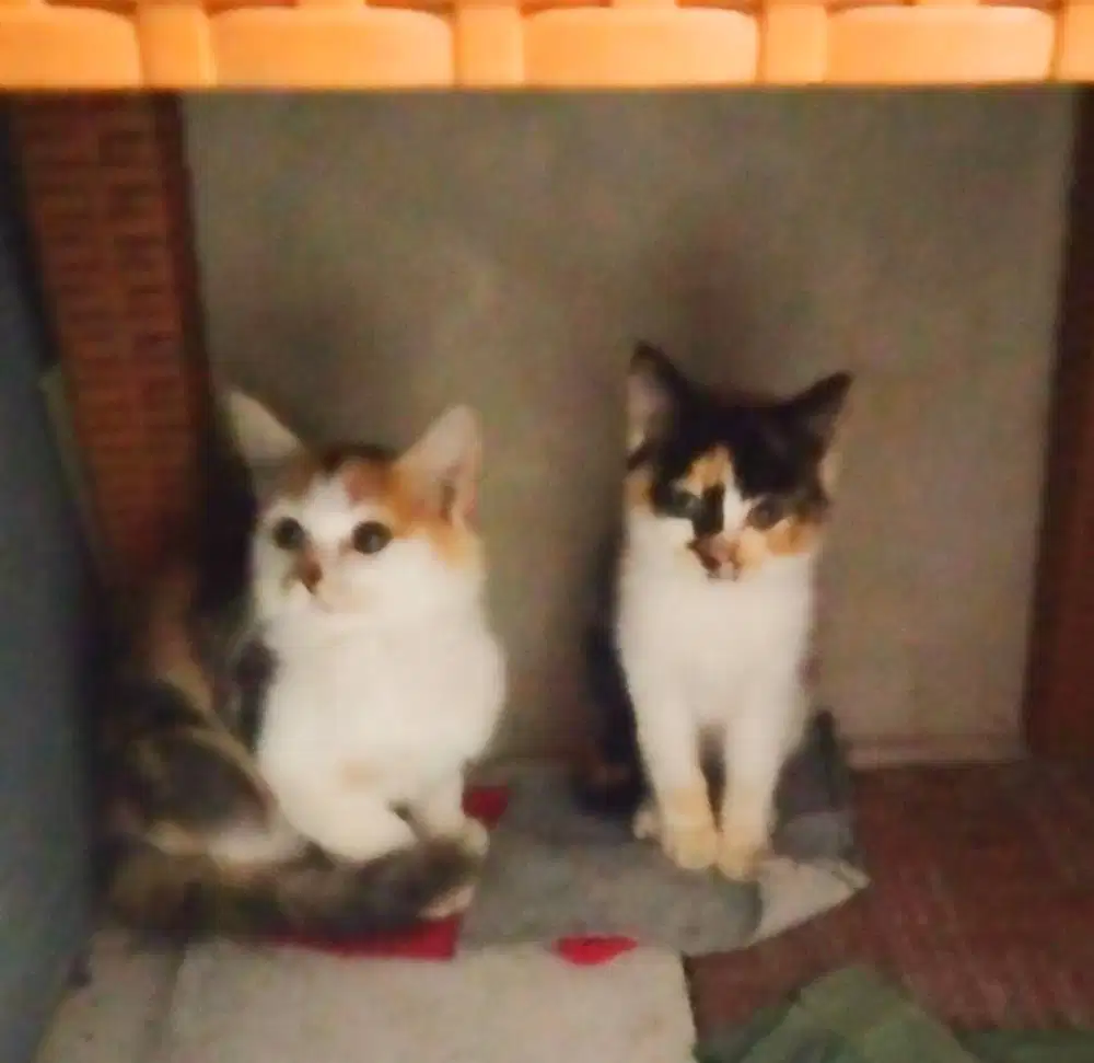 kitten 2 calico persmed mix longhair sdh mkn dryfood aktif main rampus