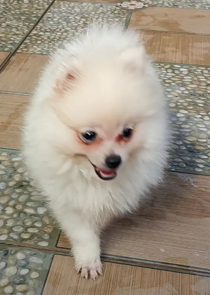 Mini pom, kecil, lucu, imut