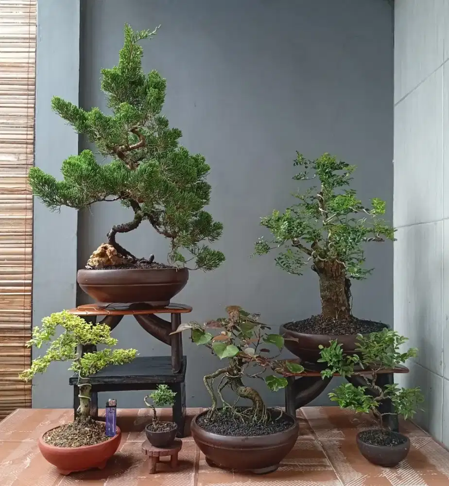 Mini bonsai cantik ada 6 pot