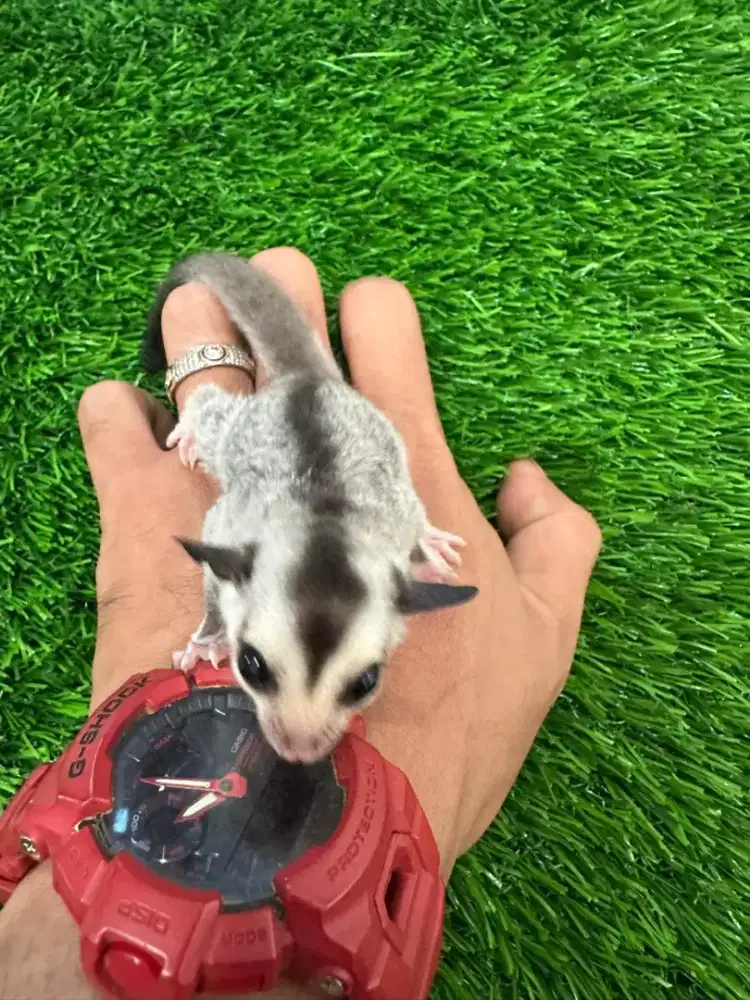 Sugar Glider Joey White Face (WF) Jantan