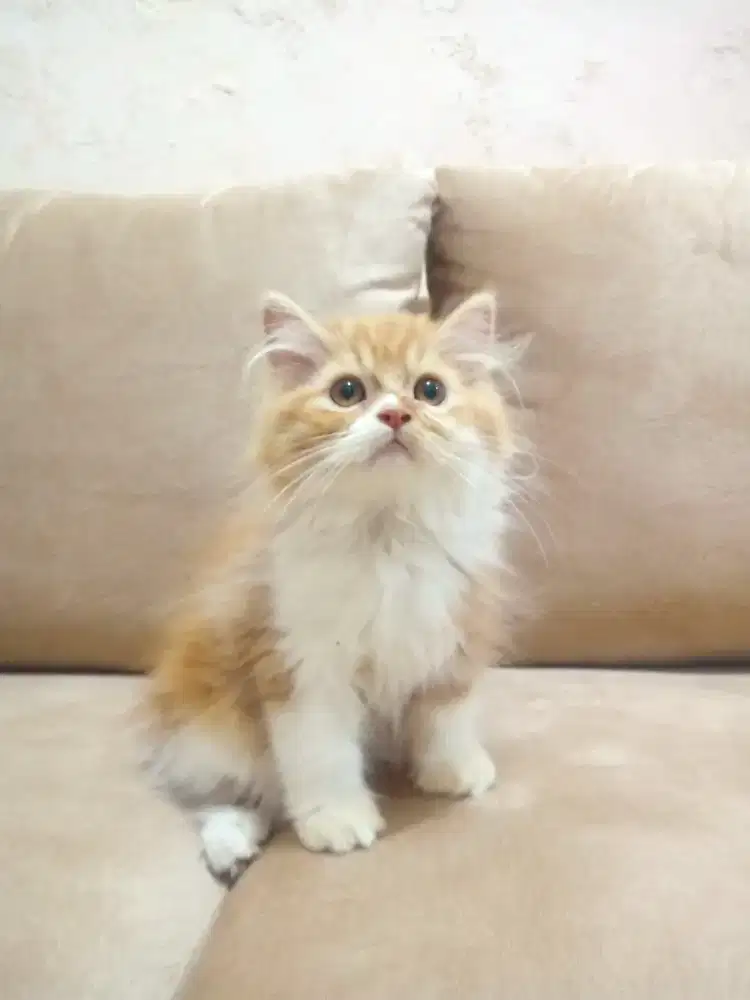 Open adopsi kitten Persia