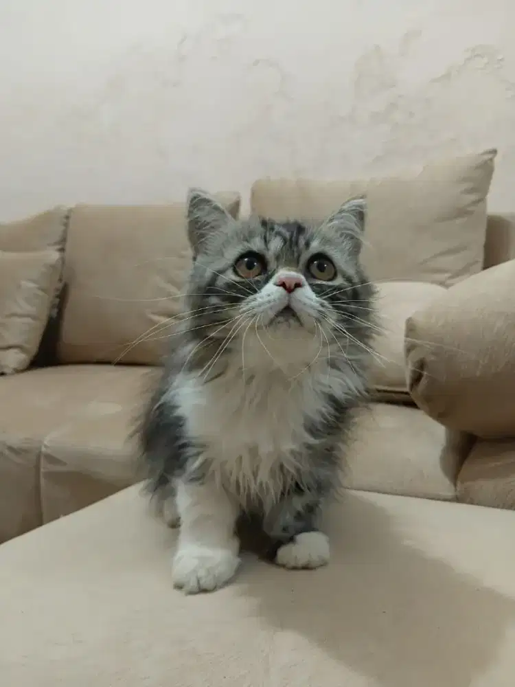 Open adopsi kitten Persia