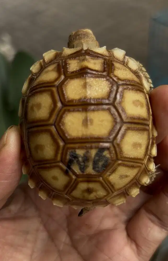 sulcata size 6.5 kode N