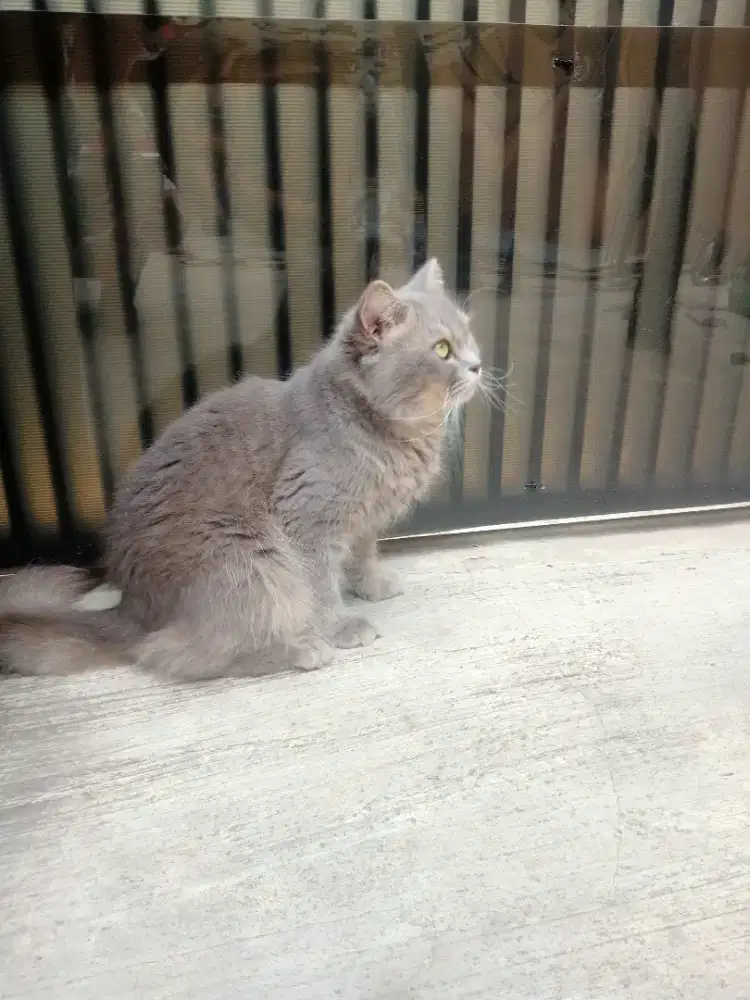 Kucing Persia jantan dewasa