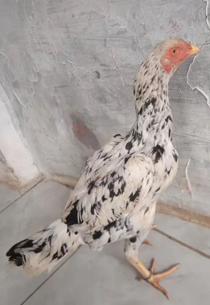 Ayam betina Bangkkok