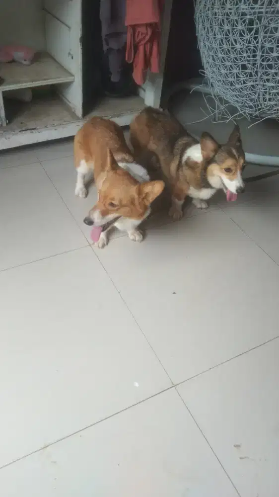 wels corgi betina ada 2 ek