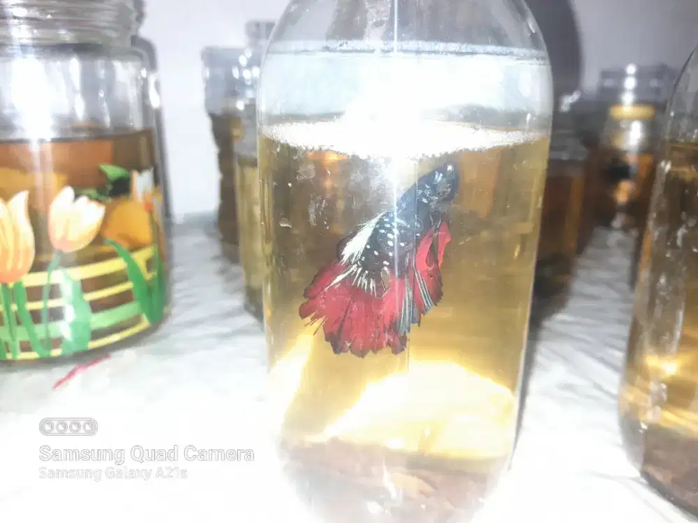 Ikan Cupang Halfmoon Avatar