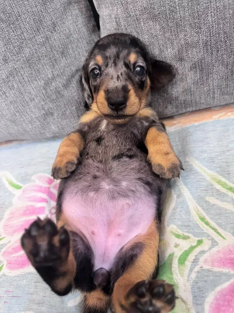 Open Adopt Stambun Pure Tekel