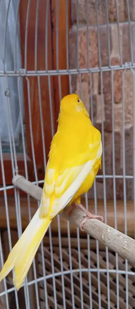 Burung kenari paud jantan kuning joss mata merah langka