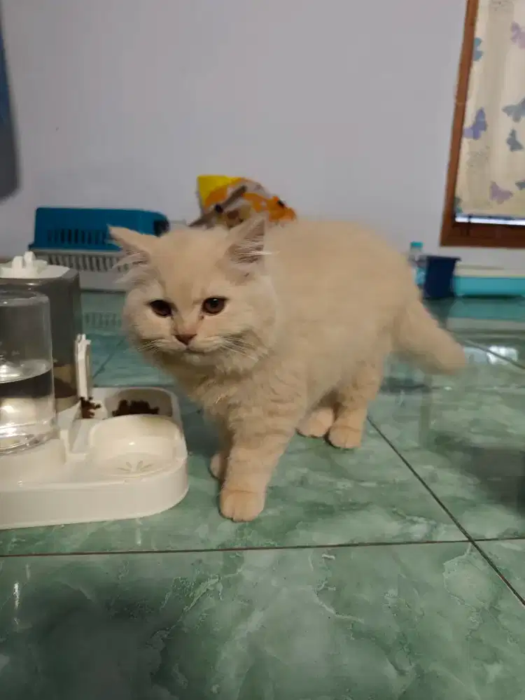 Kitten mau 5 bulan british long hair x (himalayan + persia)