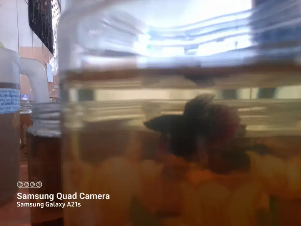 Ikan Cupang Plakat Avatar