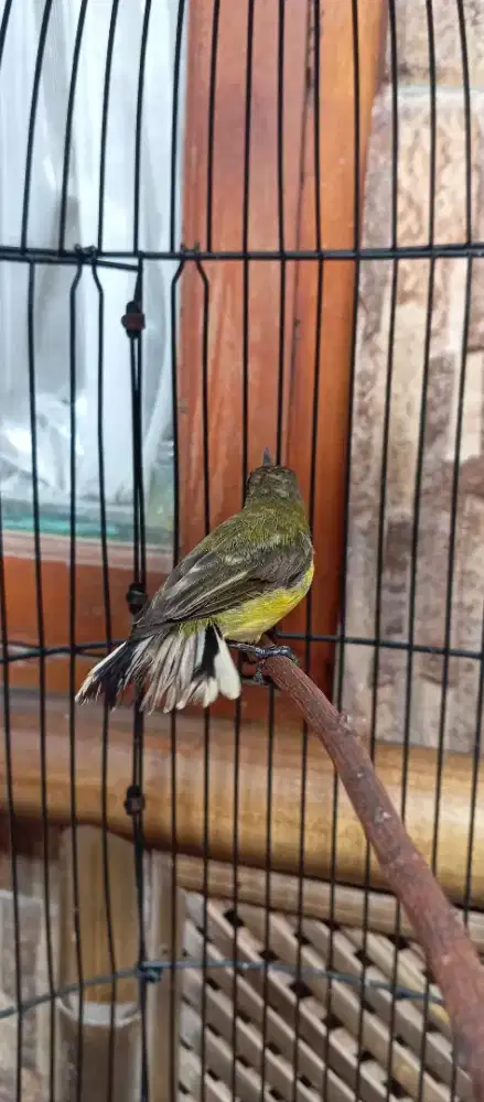 Burung masteran blorok