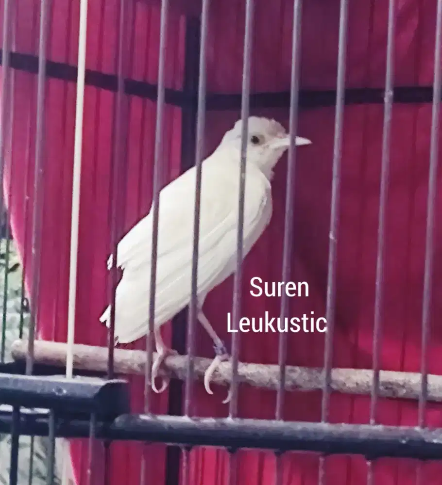 Anakan Jalak Suren Leucustic Mata Hitam bukan blorok atau Murai