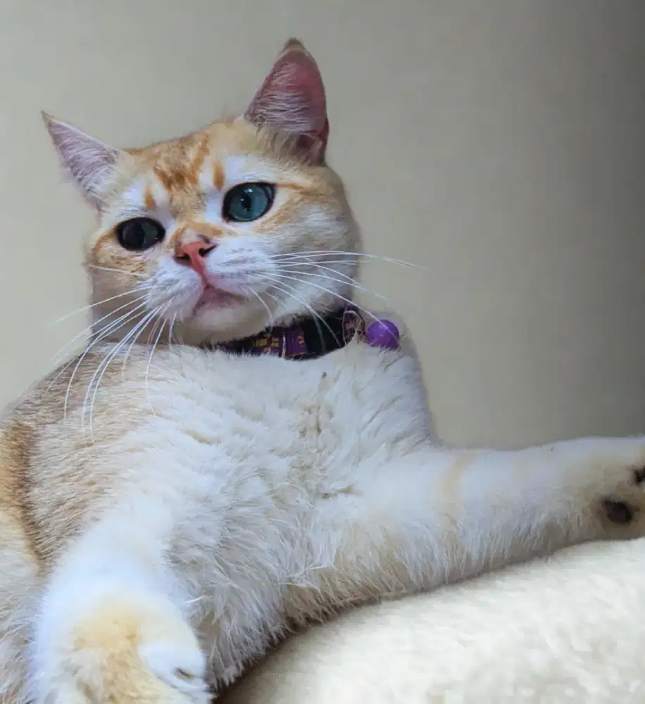 BRITISH SHORTHAIR BSH GOLDEN NY12 JANTAN 9BULAN NONPED