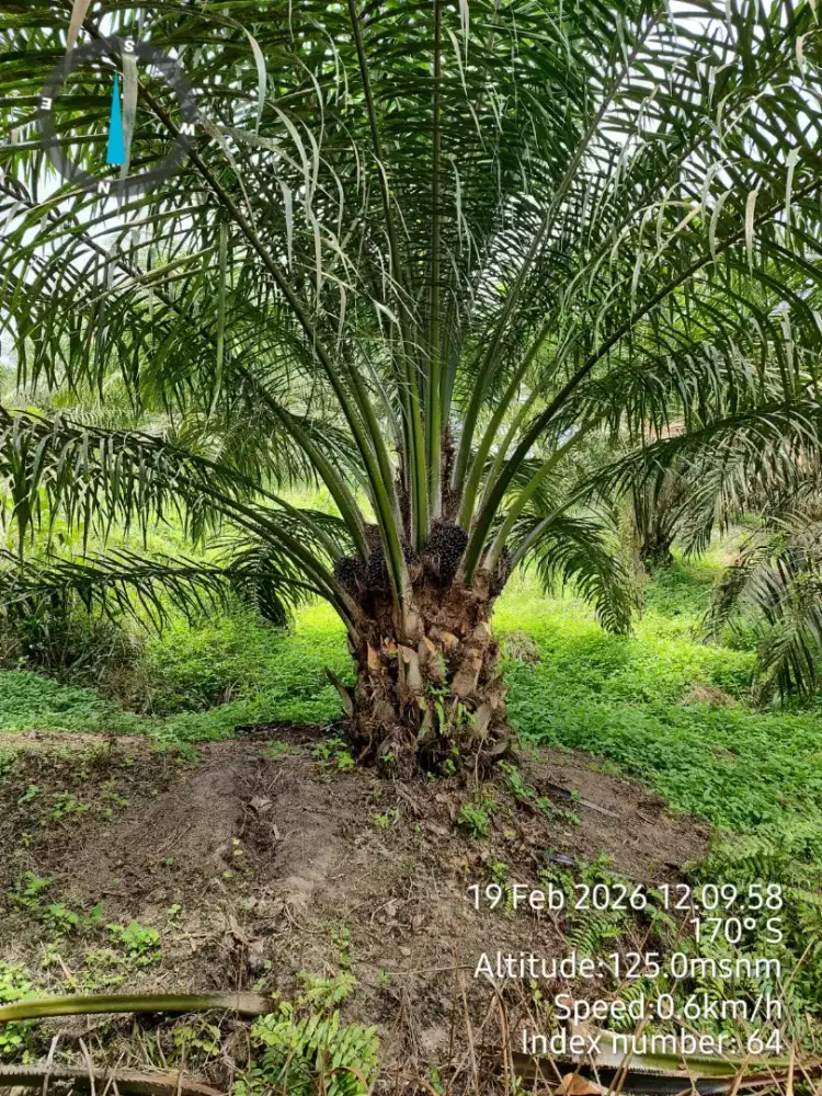 Kebun sawit dan ubi kotarih 67.9 hktr