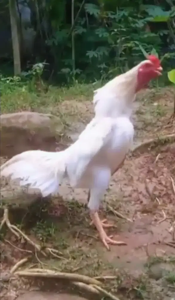 Ayam jago Bangkok putih