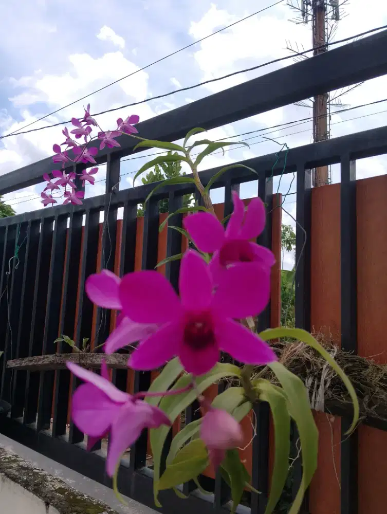 Anggrek Dendrobium Bantimurung free Anggrek Cattleya Mantini