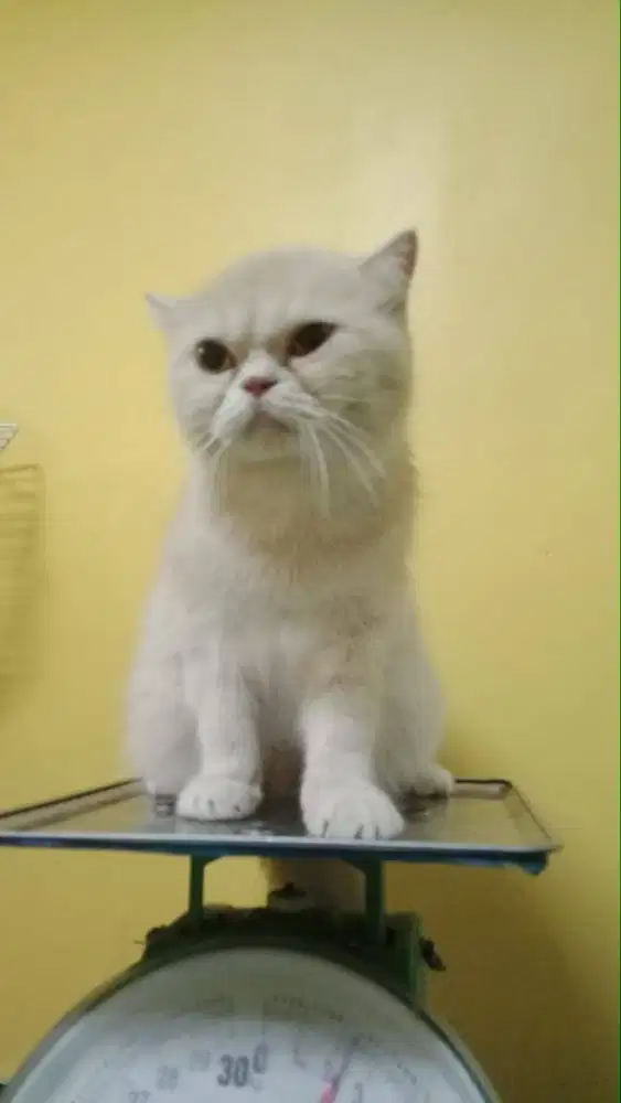 Bsh x Scottish proven