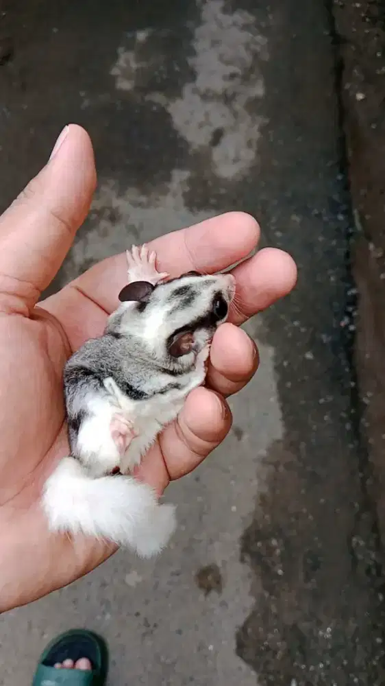 Sugar glider mozaik