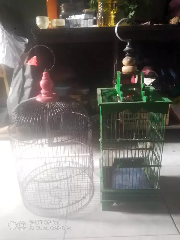 Kandang burcil di BSD