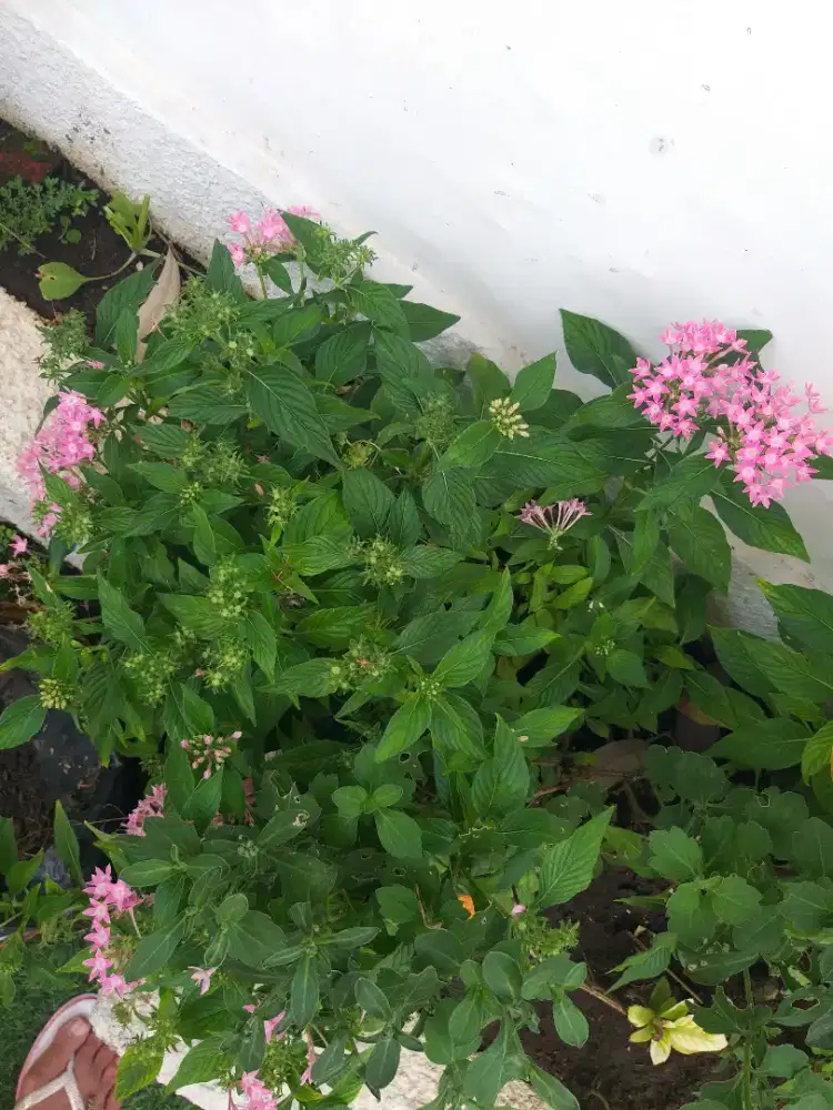 Bunga egypyian star cluster
