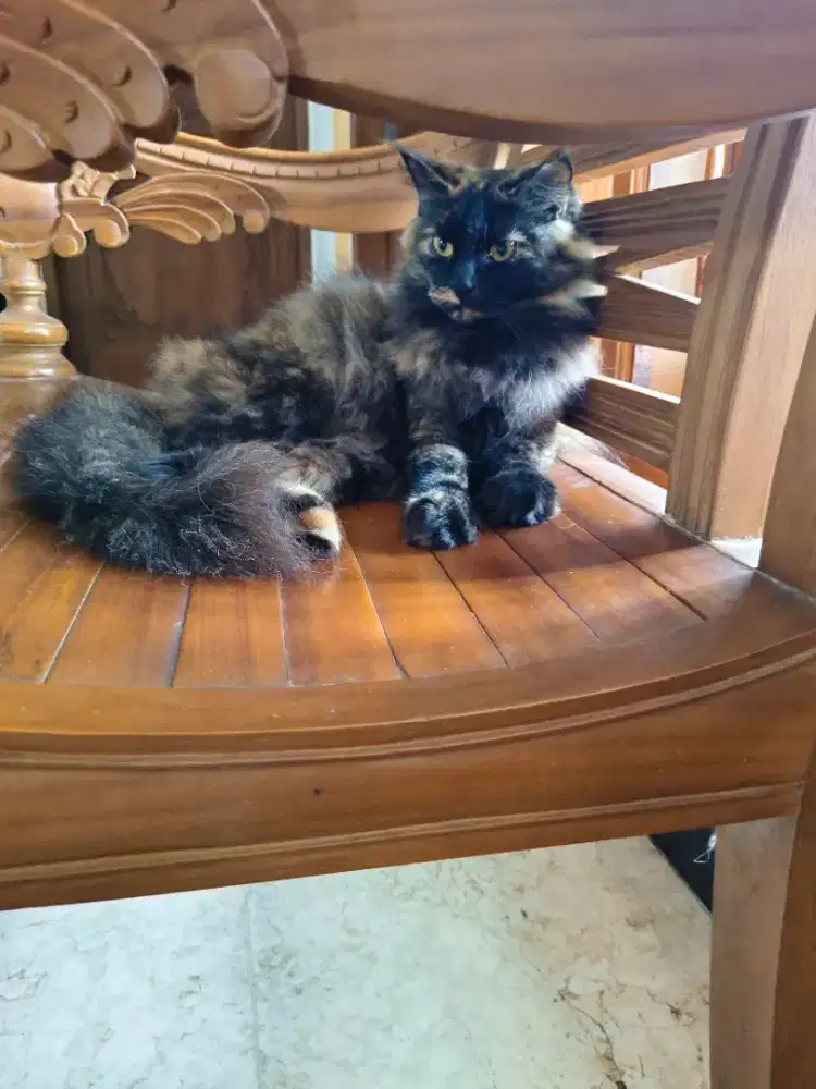 Mainecoon Betina 'Paulina'