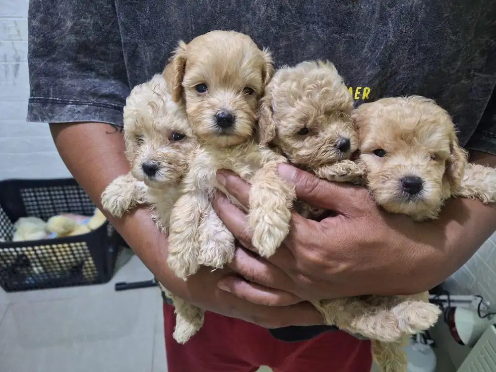 Apricot Toy Poodle (OB)