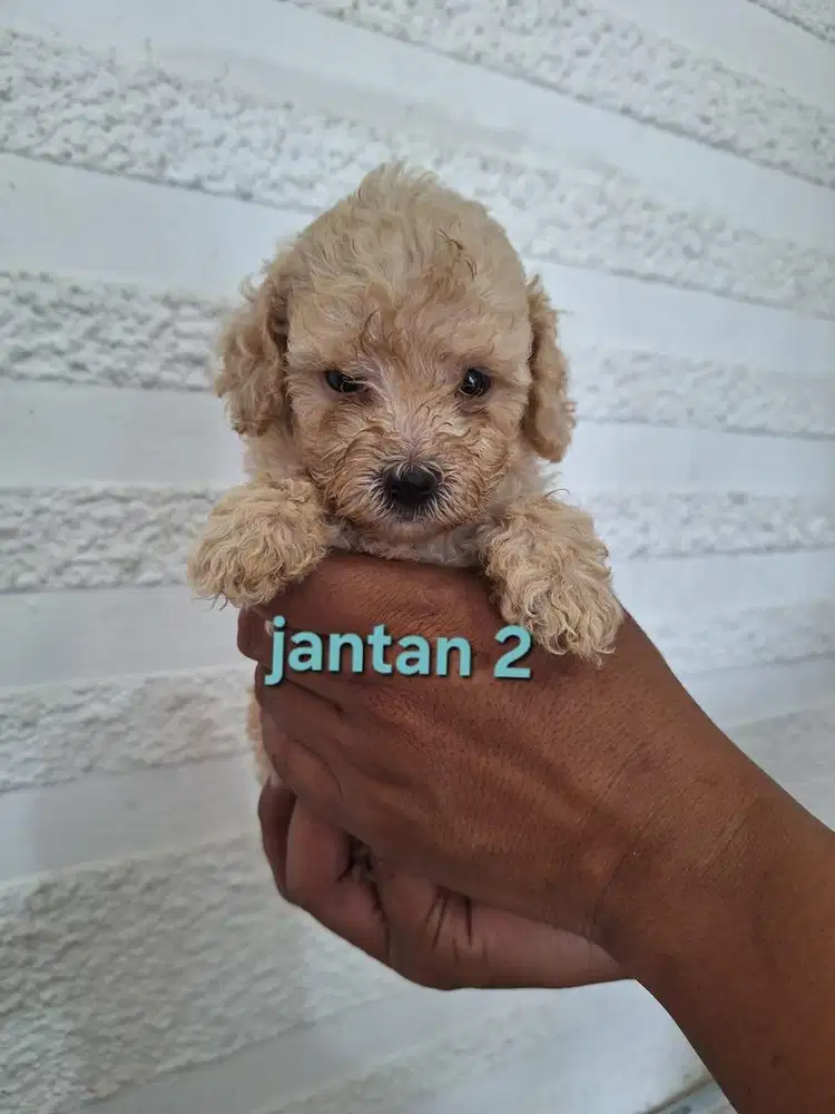 Apricot Toy Poodle (OB)