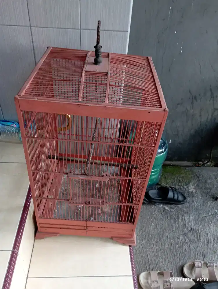 Kadang burung msih bagus dijual cpet