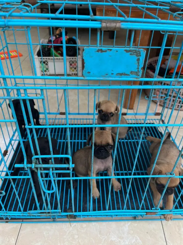pug lucu sekali jantan dan betina