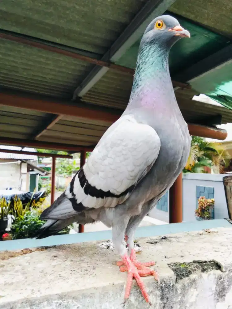 Burung dara 4 pasang borongan