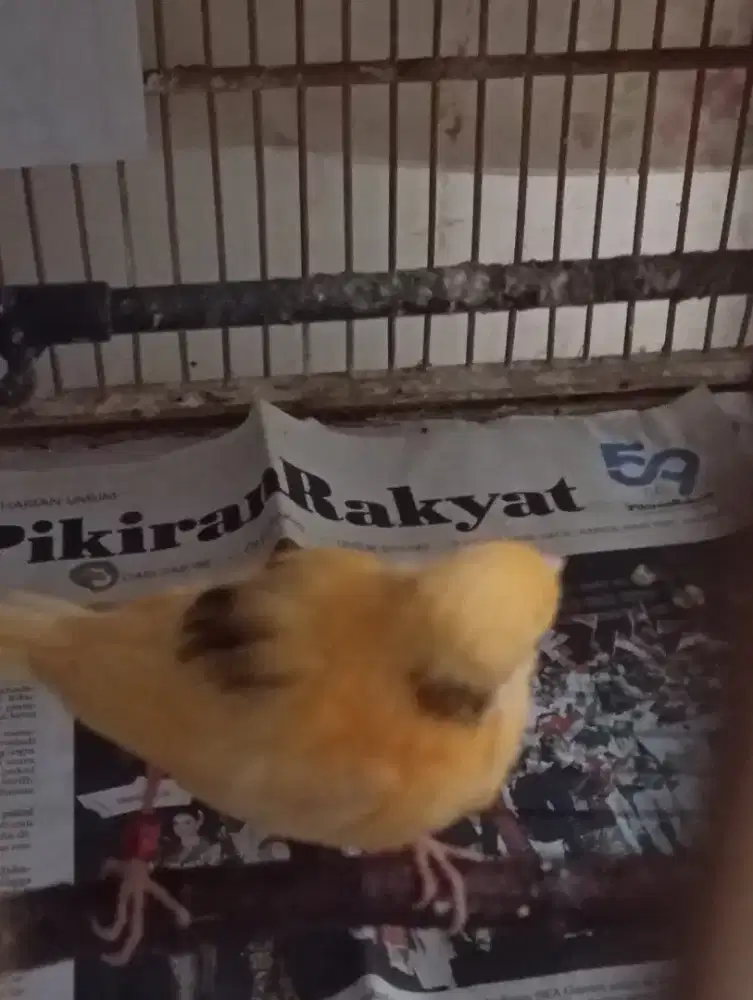 Dua anak kenari merlok n born