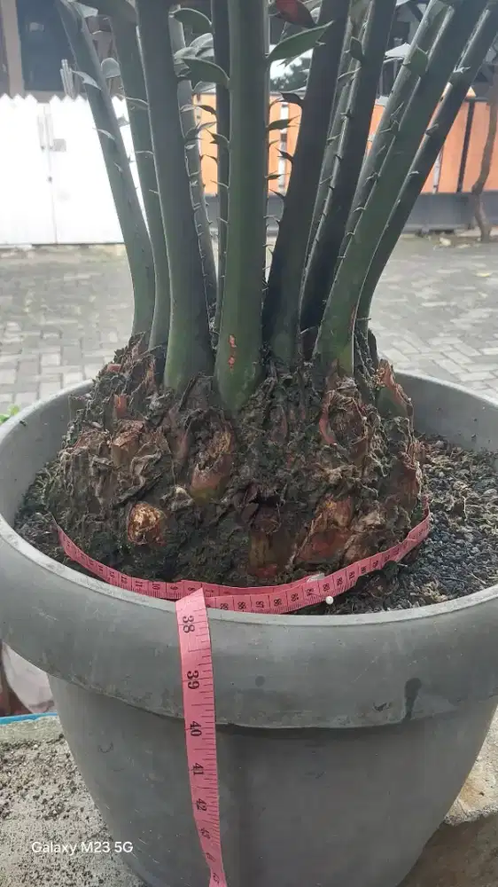 Encephalartos FEROX giant