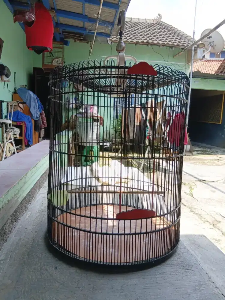 Sangkar murai no2,  alusan