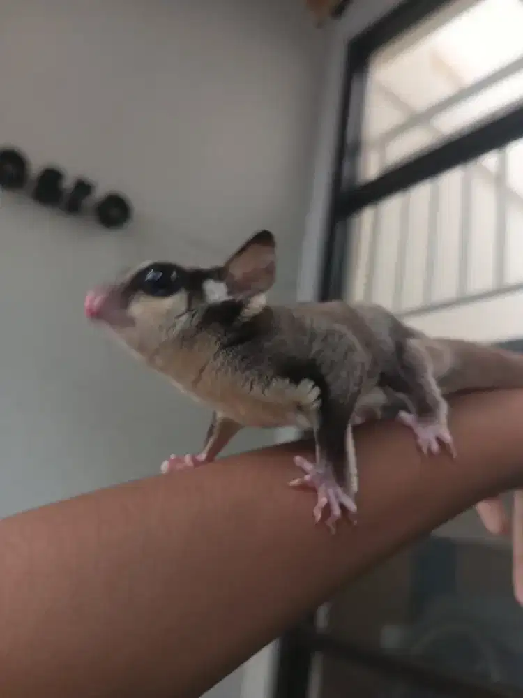 Sugar glider Classic Grey Betina