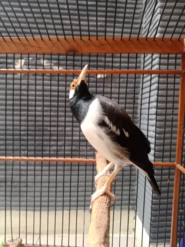 Burung Jalak suren jawa