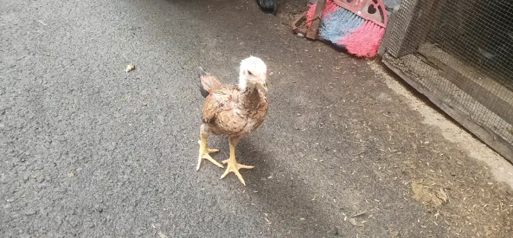 Ayam shamo anakan line nuber X