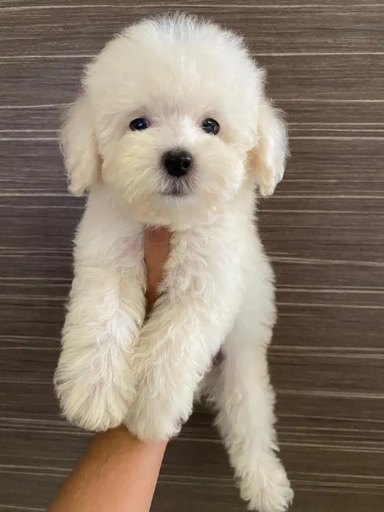 Poodle puppy lucu aktif